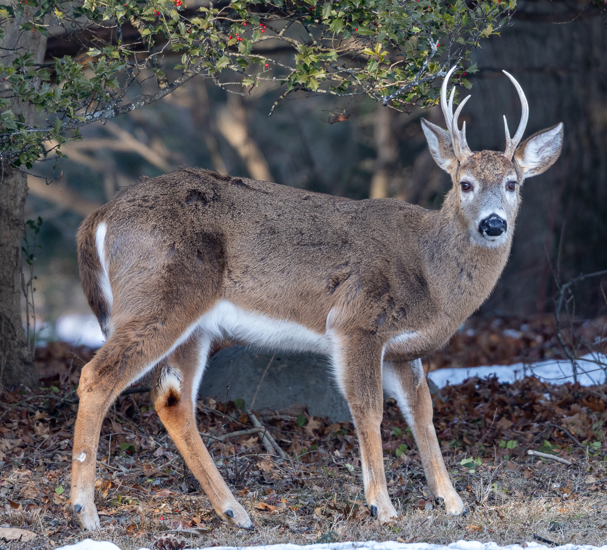Kerner Walter A Buck in the Woods Nature  Zoological   Class A 20260225